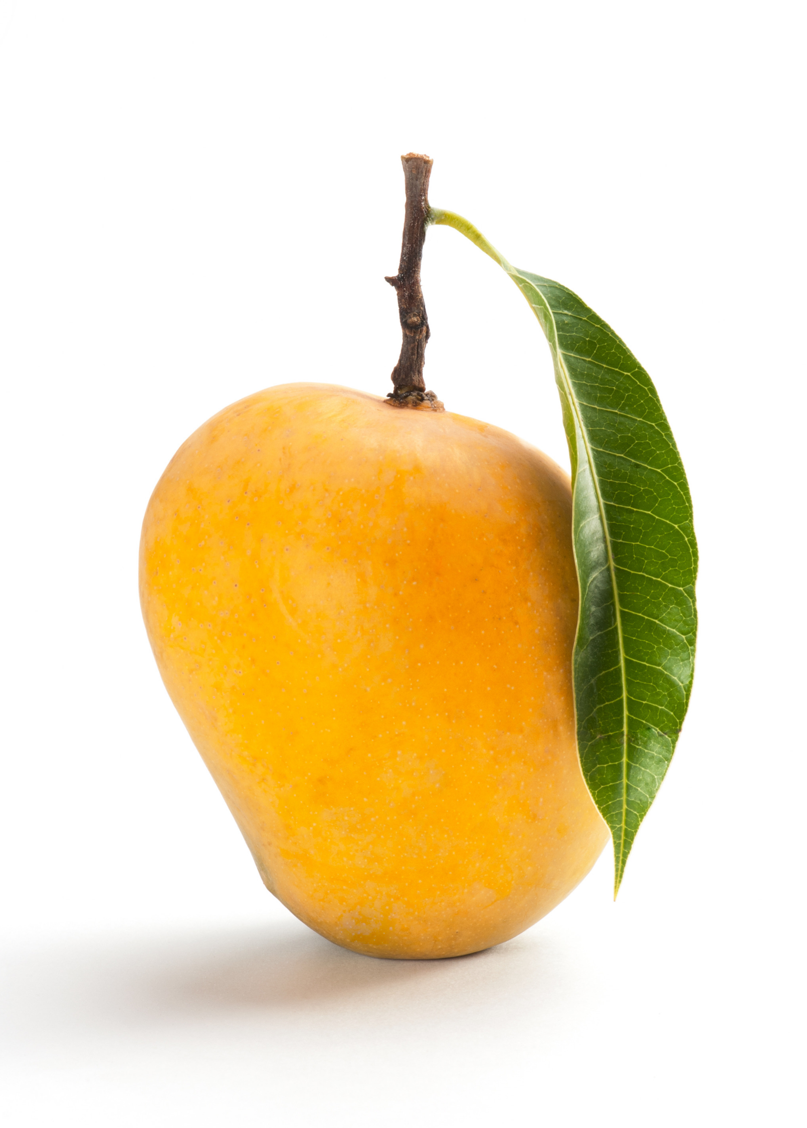 Alphonso Mango Tree, Mangifera indica, Fruit Tree, Tropical, Sweet, Disease Resistant, Semi-Dwarf