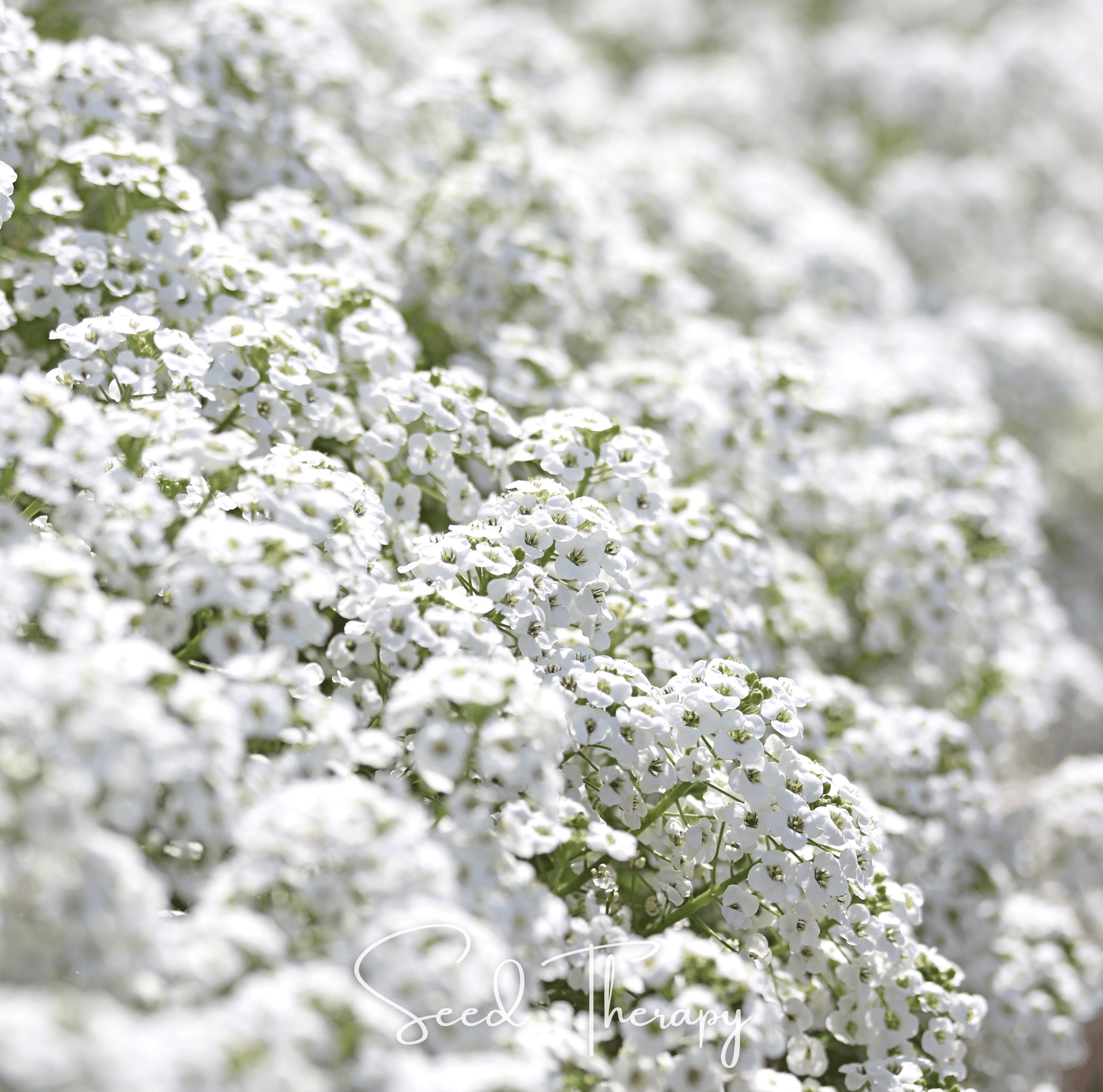 Carpet of Snow Sweet Alyssum Seeds – Lobularia maritima, White Fragrant Ground Cover, Bee-Friendly, 250 Seeds