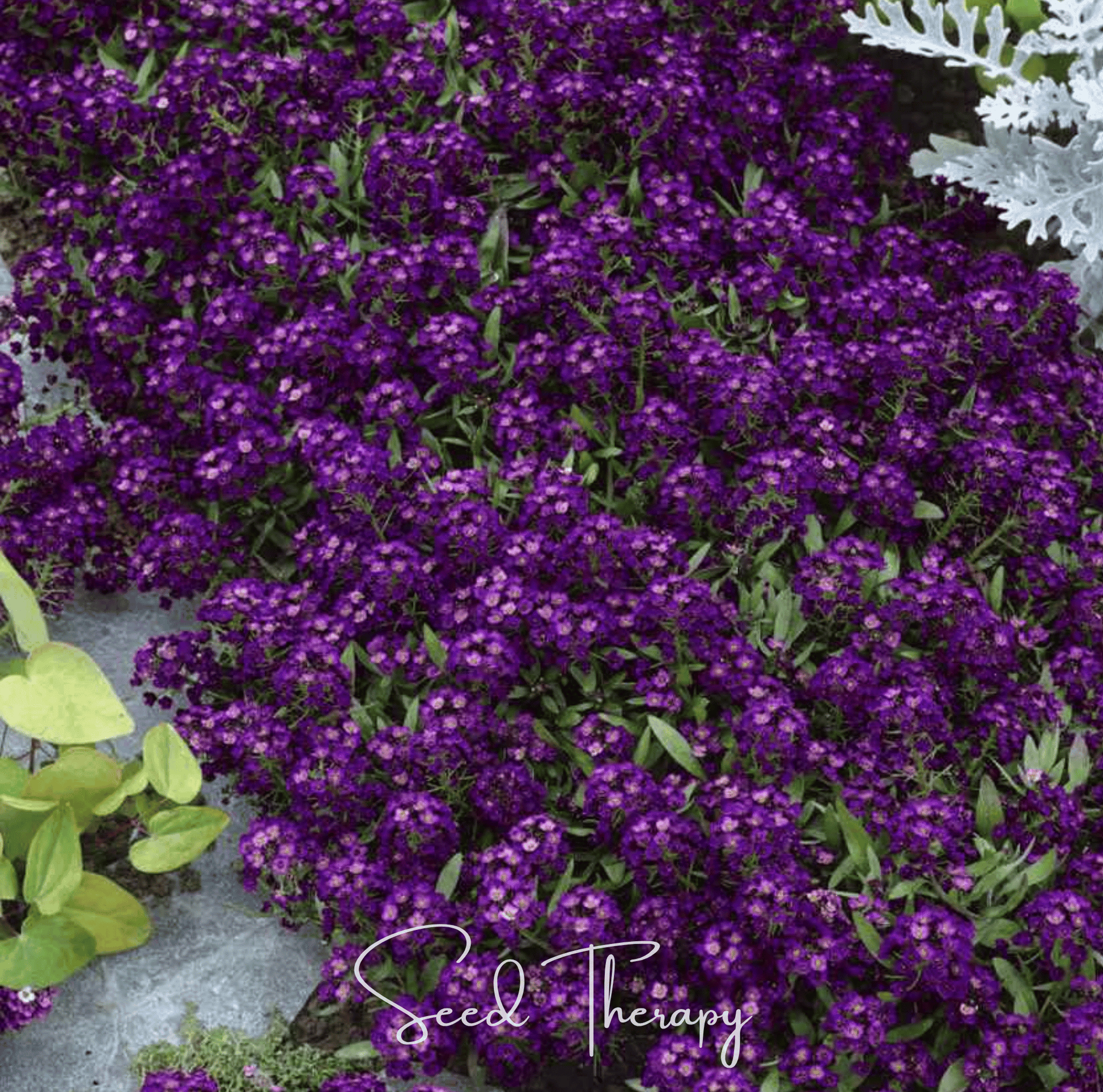Oriental Nights Alyssum Seeds – Deep Purple Honey-Scented Carpet Flower Lobularia maritima, Annual, Low-Growing, Pollinator-Friendly