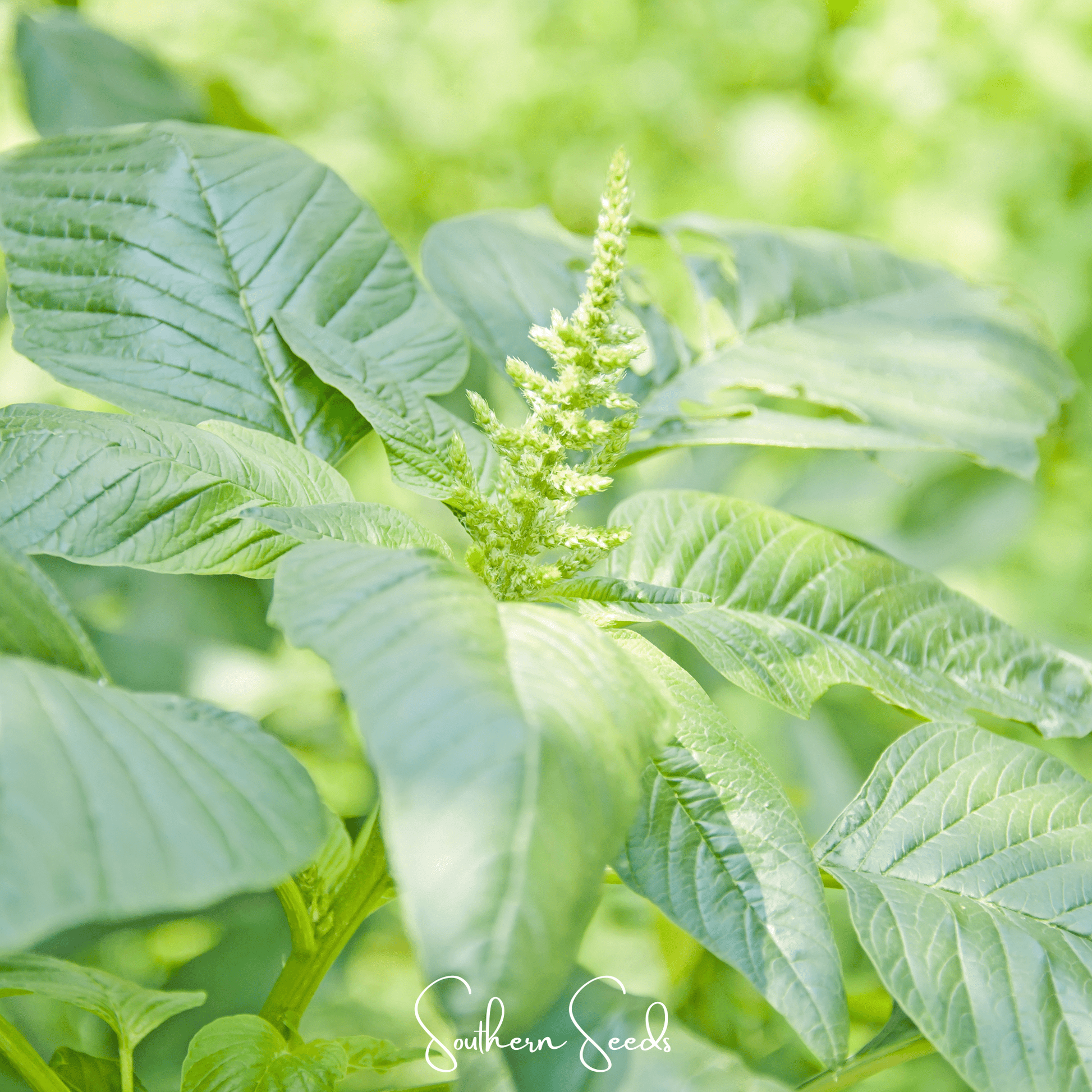 Green Callaloo Amaranth Seeds – Heirloom, Open Pollinated, Tropical Green, Amaranthus viridis, 100 Seeds