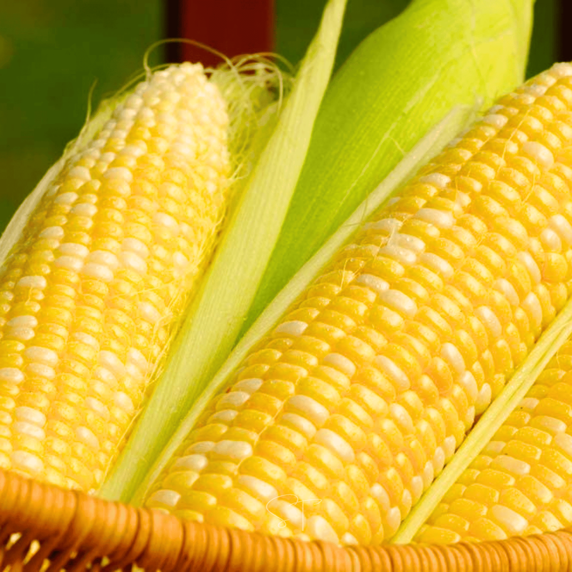 Ambrosia Sweet Corn Seeds – Bicolor Hybrid, 30 Seeds, Non-GMO, 6-7 ft Tall, Summer Crop, Zea mays