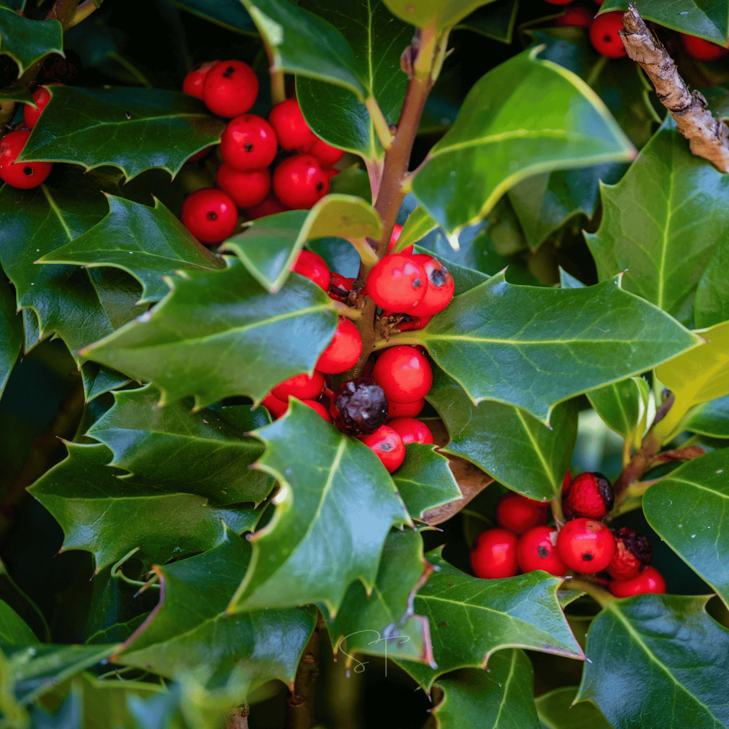 American Holly Seeds – Heirloom Evergreen Tree, Bright Red Berries, Glossy Spiny Leaves, Ilex opaca, 50 Seeds