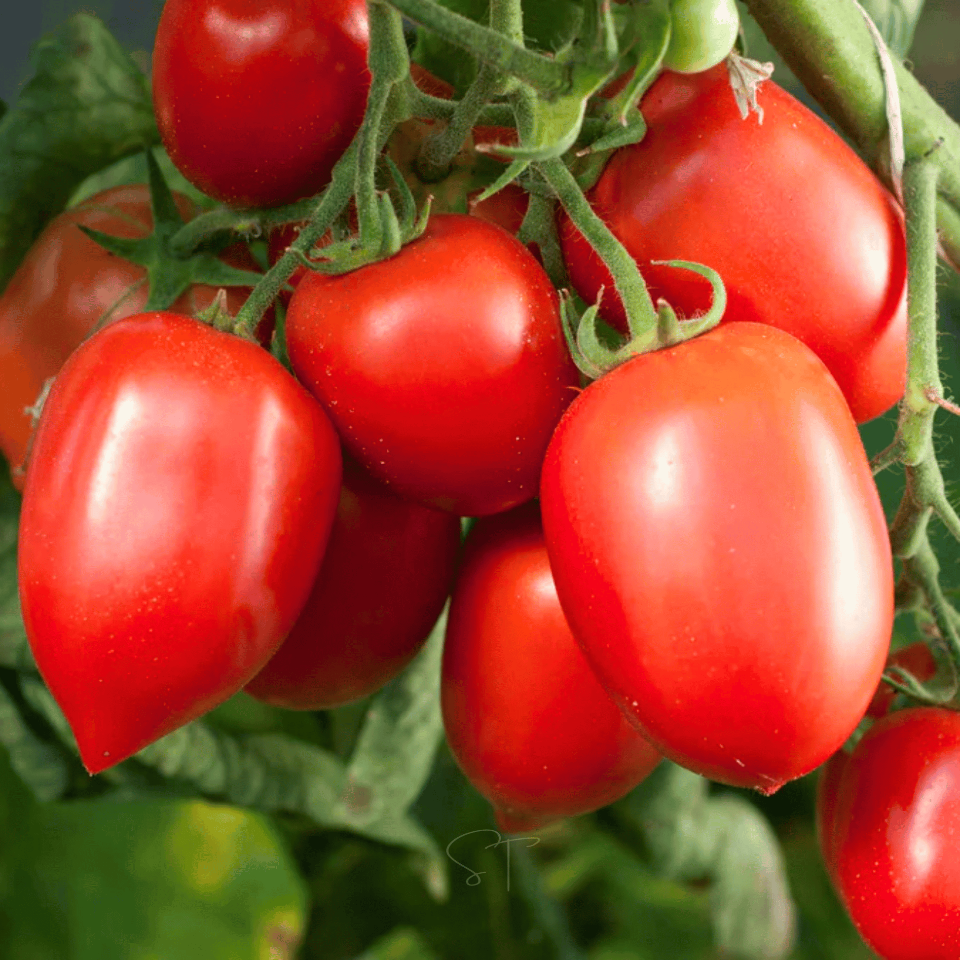 Amish Paste Tomato Seeds – Heirloom, Indeterminate, Canning & Sauce, Solanum lycopersicum, 30 Seeds