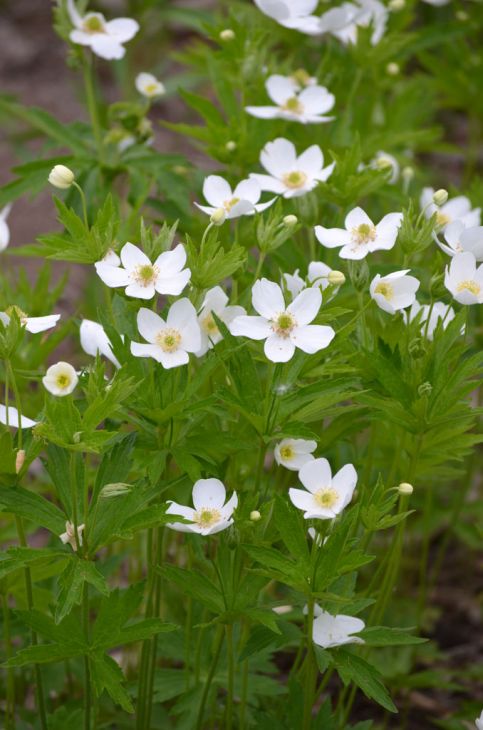 Anemone Canadensis Seeds (100) - Native Perennial Wildflower with White Blooms, Groundcover Plant