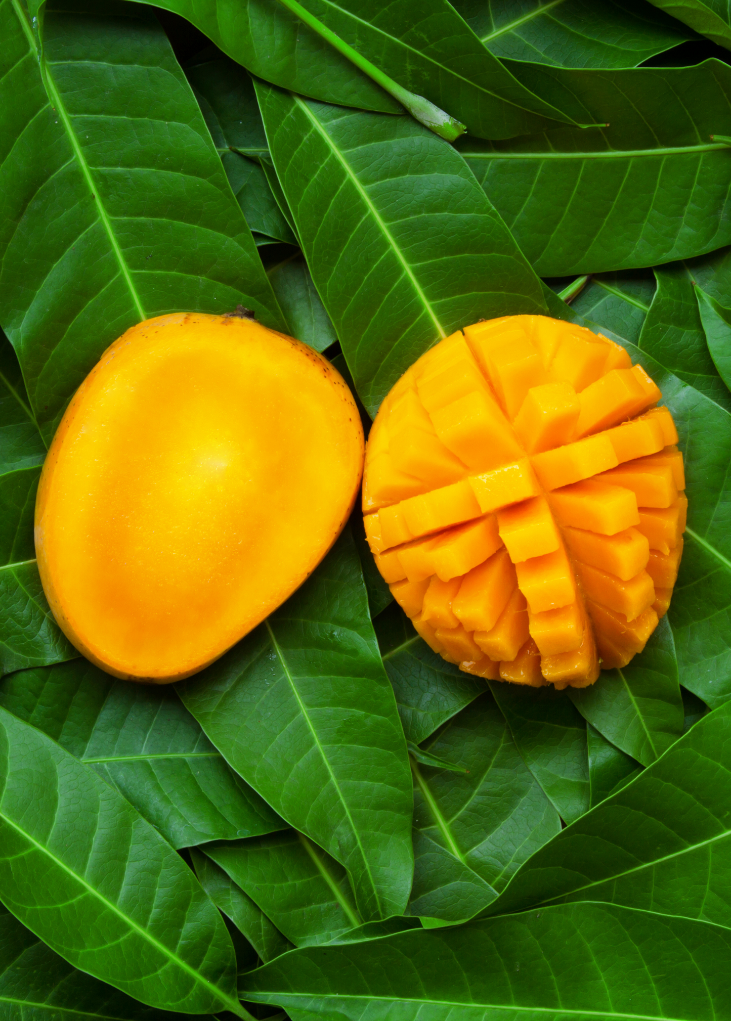 Mango 'Angie' Dwarf Tree, Edible Fruit, Bright Orange Flesh, Mangifera indica