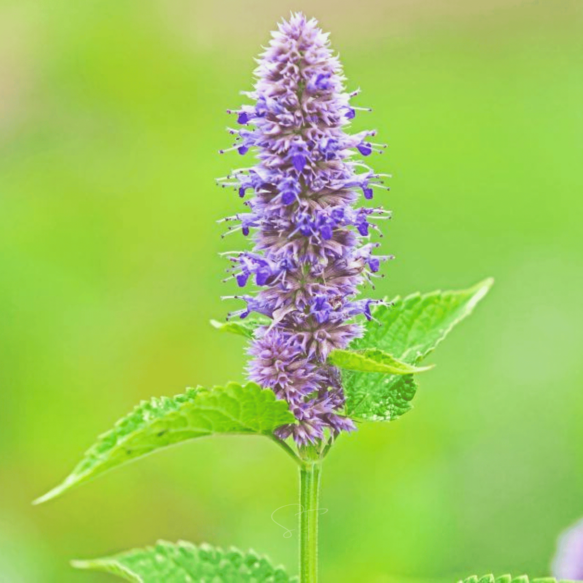 Anise Hyssop Seeds – 200 Heirloom Perennial Pollinator Attracting Lavender-Blue Flowers & Licorice Scented Leaves (Agastache foeniculum)