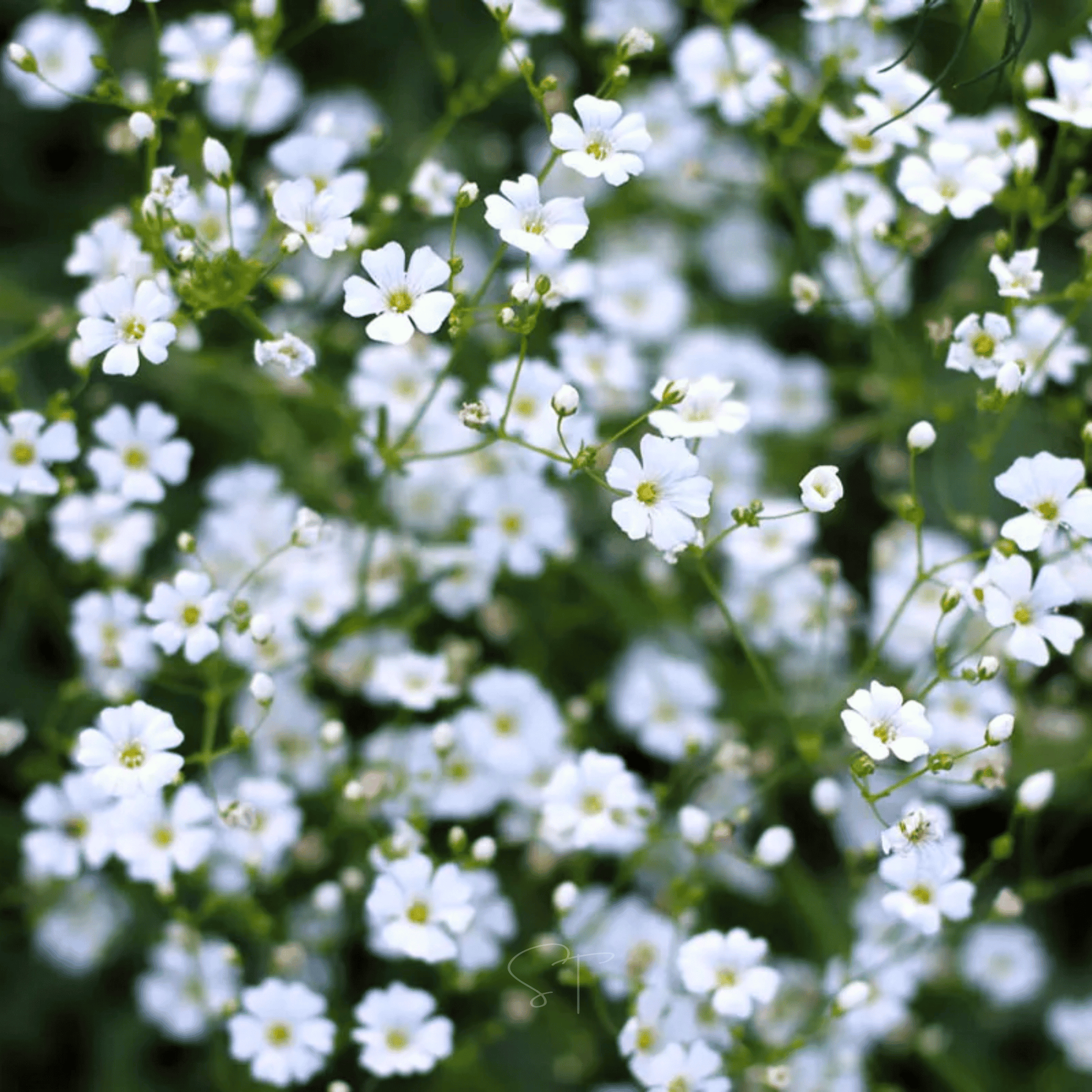 Annual Baby's Breath Seeds – Covent Garden White Gypsophila elegans, 500 Heirloom Non-GMO Seeds for Garden Beds & Bouquets