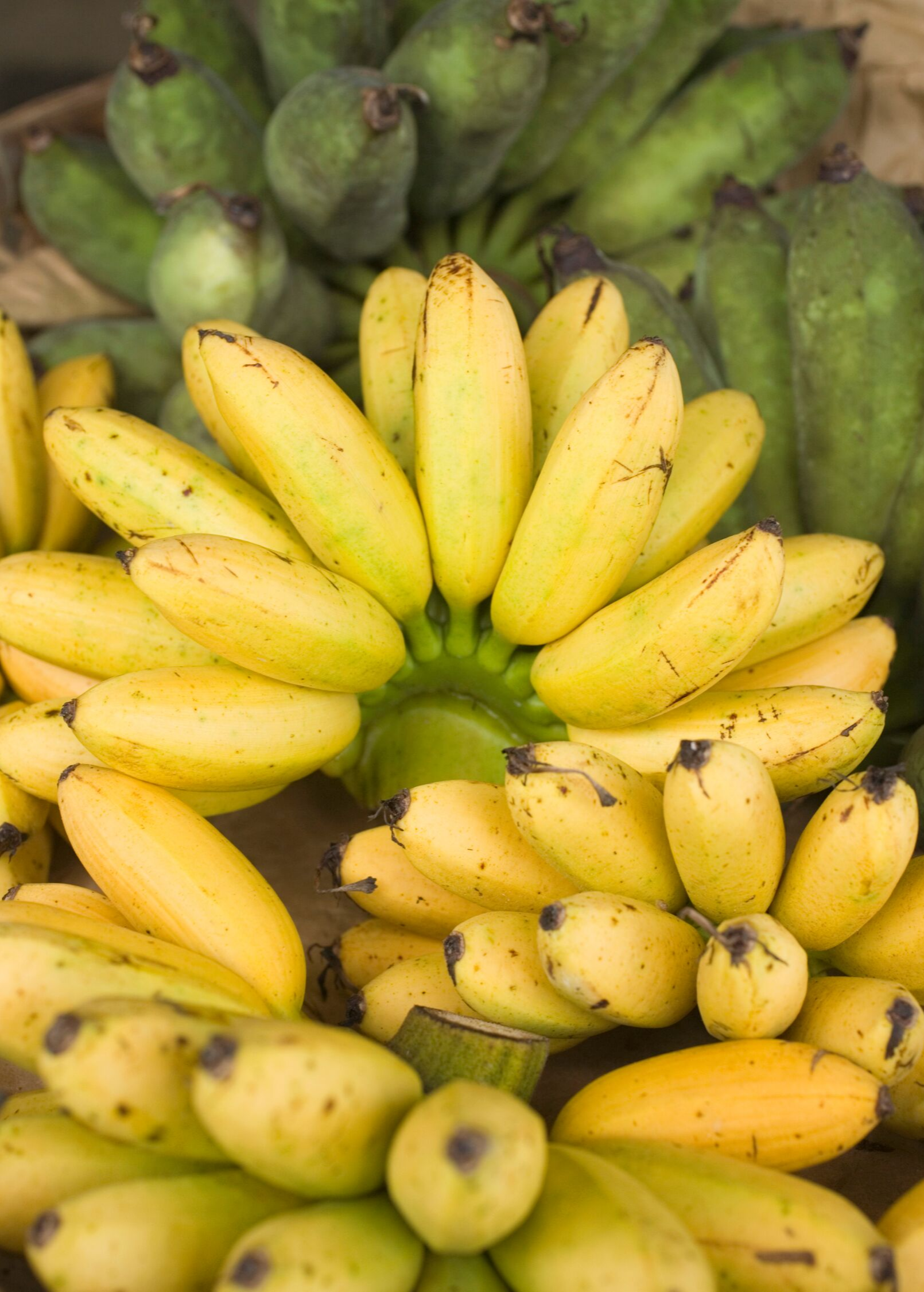 Banana 'Manzano' Apple Banana Plant, Sweet Fruit, Musa acuminata, Small Size, Cold Hardy, Seedless, Perfect for Snacks & Smoothies