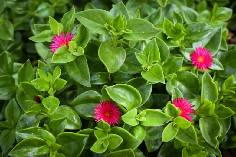 Aptenia cordifolia Cuttings – Baby Sun Rose Ice Plant Succulent Stems 4–7" Groundcover for Gardens & Pots