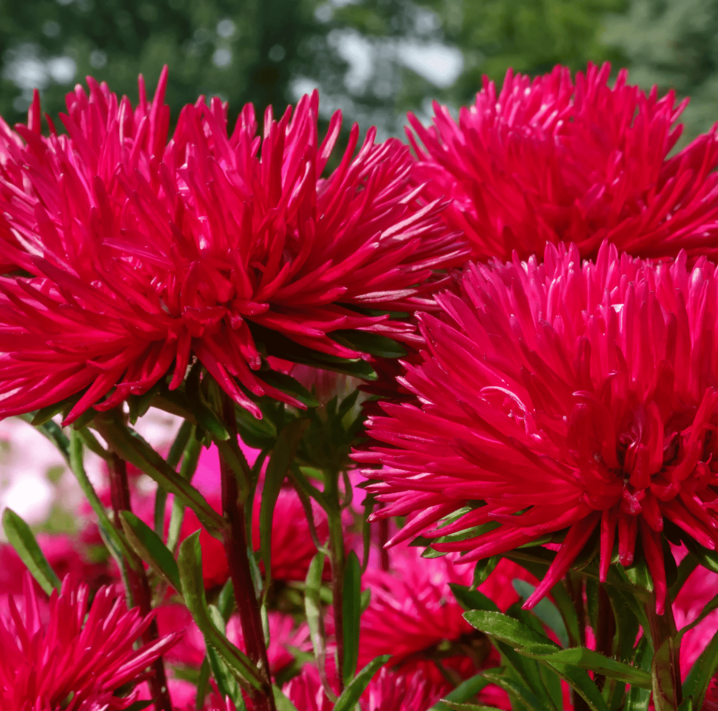 Red Gremlin Aster Seeds – Heirloom Callistephus chinensis, Scarlet-Red, Double Blooms, Tall, Long-Lasting Cut Flowers