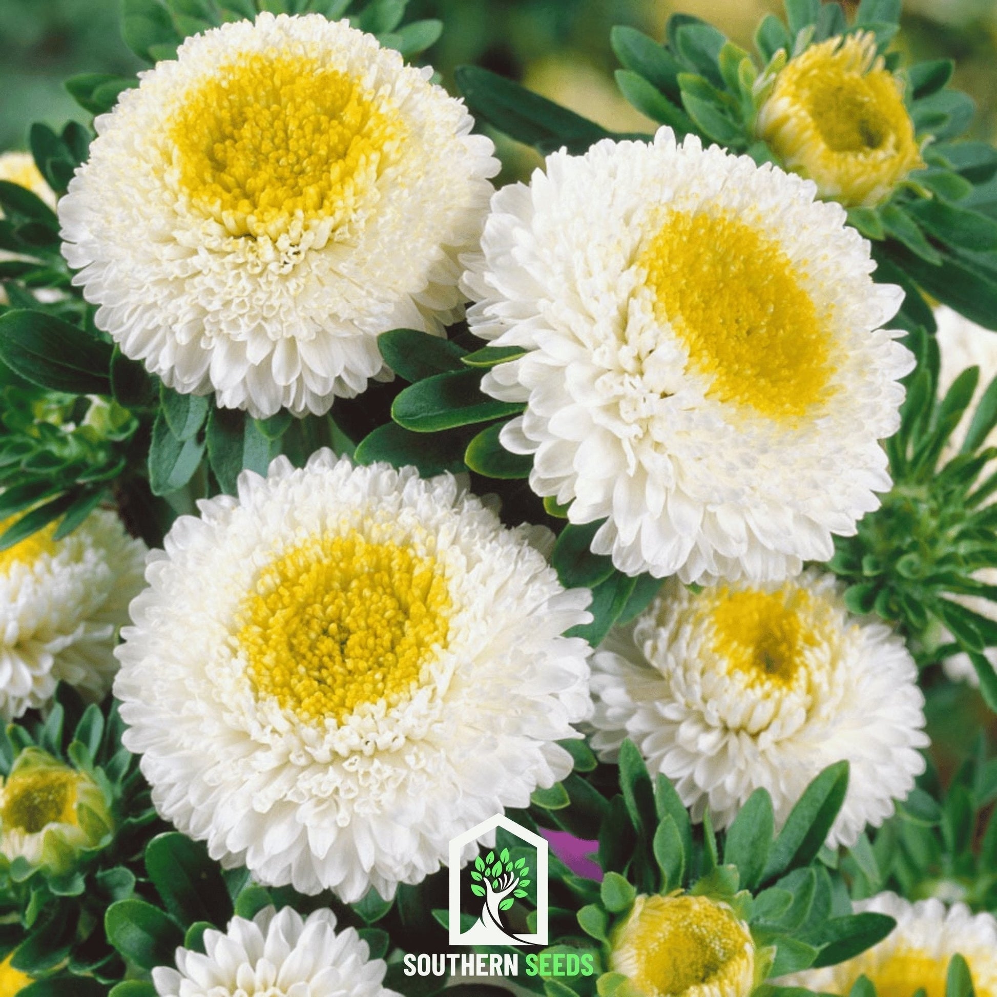 White Pompon Aster Seeds – Callistephus pompon, Heirloom, Non-GMO, Annual, USDA Zones 3-9