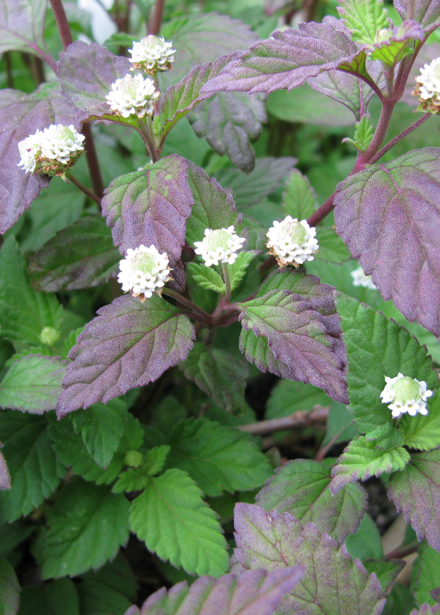 Aztec Sweet Herb Plant Cutting - Lippia dulcis, Honey Herb, Perennial Ground Cover, Edible, Medicinal, Purple Green Leaves