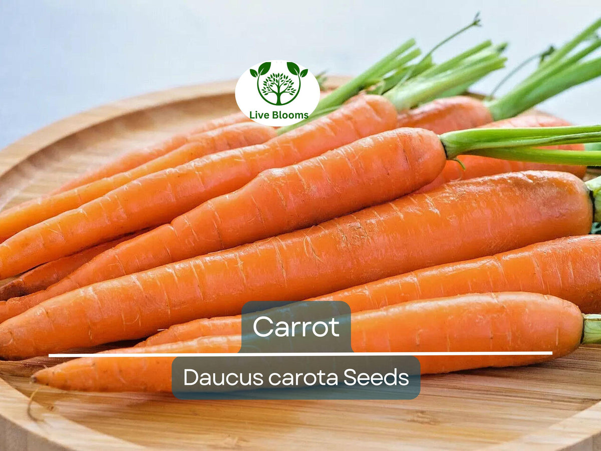 Bulk Carrot Seeds 1250 Count | Organic Daucus carota | Non-GMO Vegetable Seeds for Planting & Microgreens