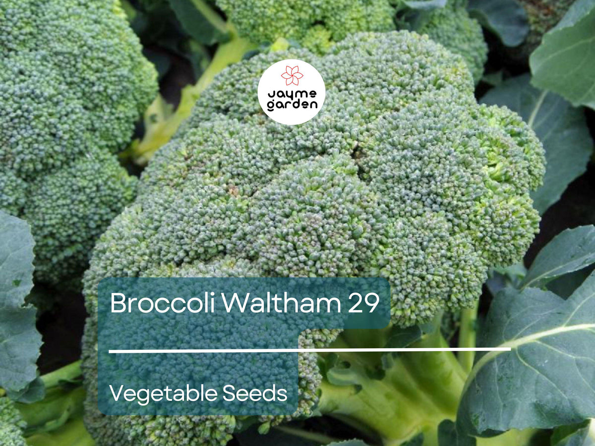 Broccoli Seeds 1g Heirloom Waltham 29 Non-GMO Brassica oleracea var. italica - High-Yield Sweet Vegetable for Gardening