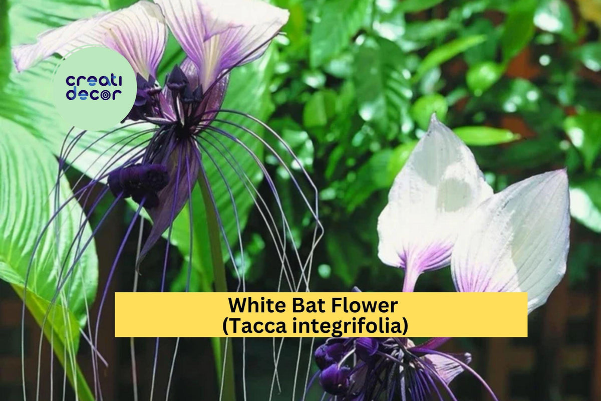 White Bat Flower Plant | Tacca integrifolia Exotic Tropical Perennial for Indoor & Outdoor Growing