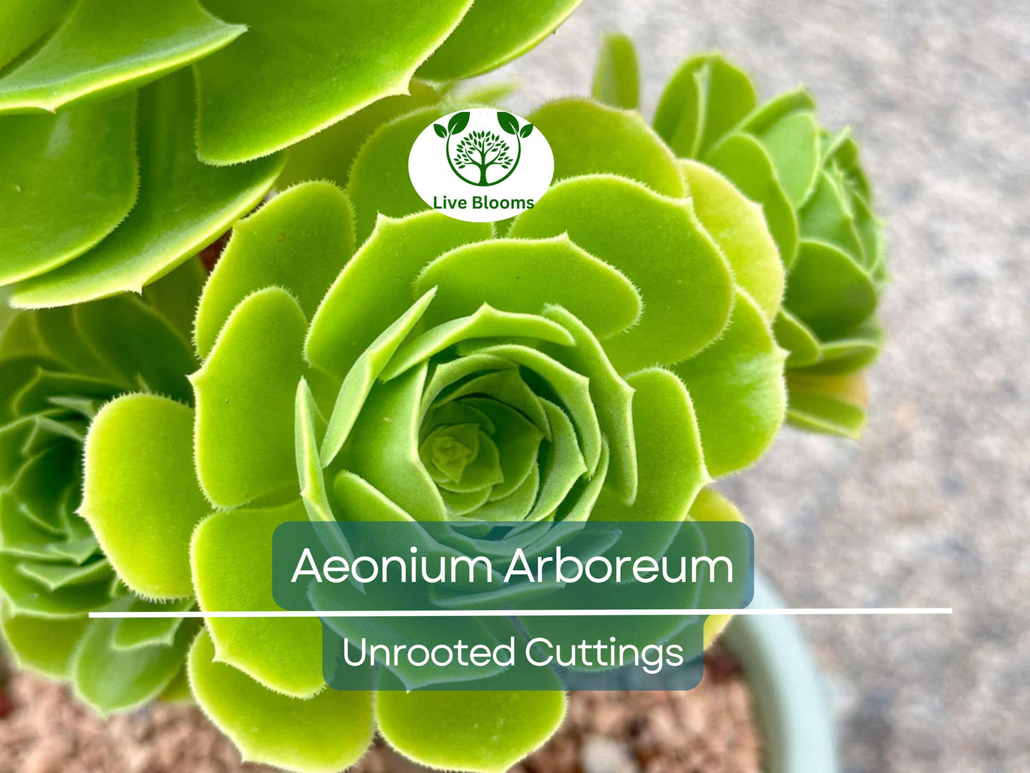 2 Aeonium Arboreum Unrooted Cuttings 2-4" – Succulent for Grafting, Rooting, or Propagation