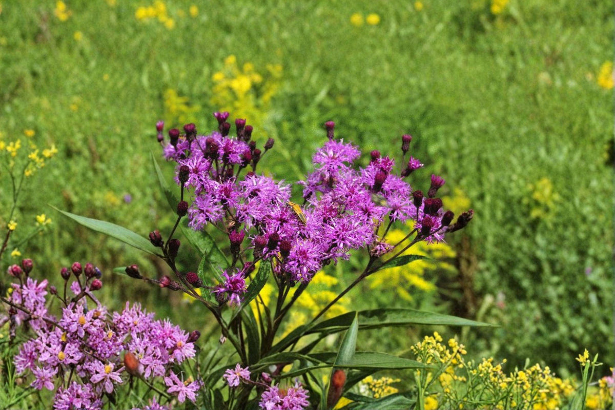New York Ironweed Seeds - 100 Count - Vernonia noveboracensis - Native Perennial with Vibrant Purple Blooms - Pollinator Favorite