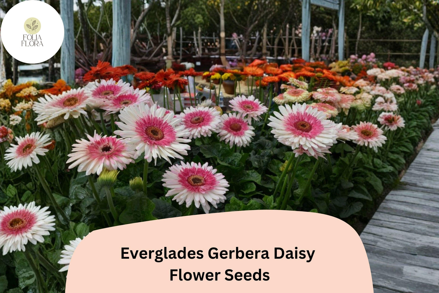 200+ Everglades Gerbera Daisy Seeds | Bright Colorful Blooms for Gardens & Containers