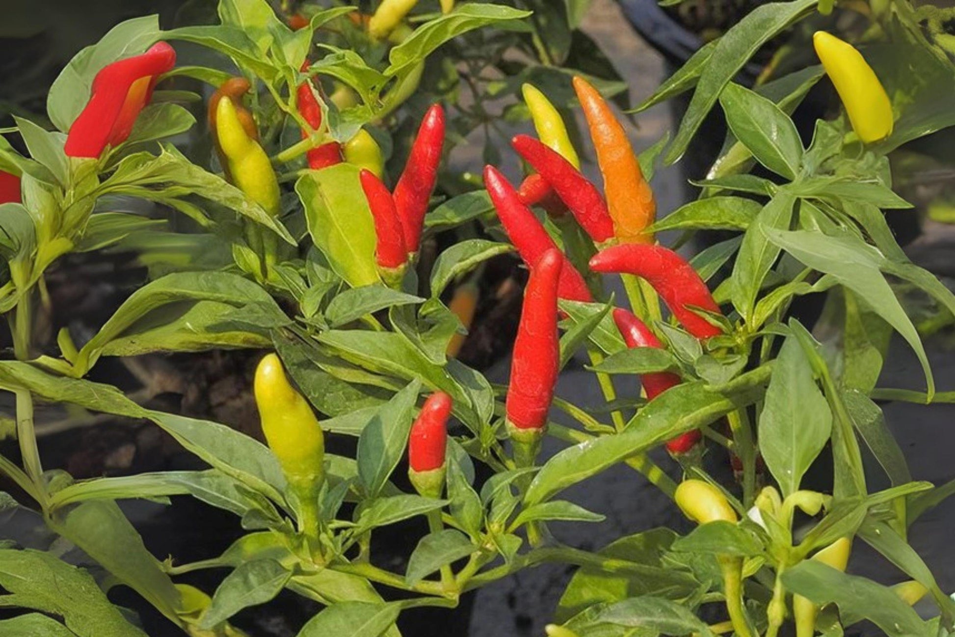 Tabasco Hot Pepper Seeds | Heirloom Chili Capsicum Annuum | Fiery Red Small Peppers for Sauces & Pickling