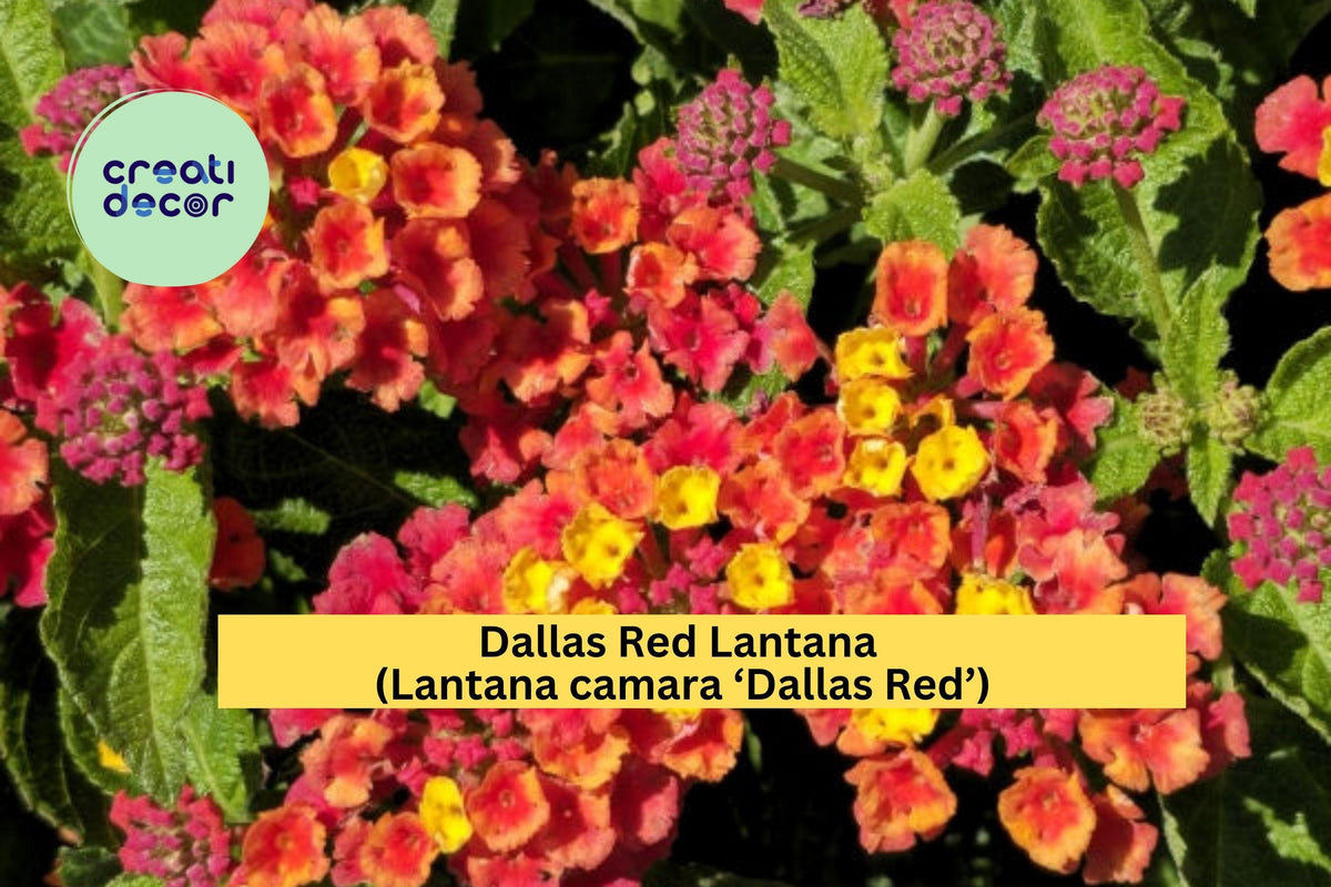 Dallas Red Lantana Plant - 1 Gallon Fully Rooted Live Perennial Flowering Shrub - Lantana camara ‘Dallas Red’ - Attracts Hummingbirds