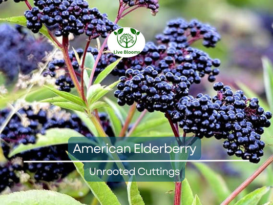 10 American Elderberry Unrooted Cuttings - Sambucus Canadensis for Home Garden and Health