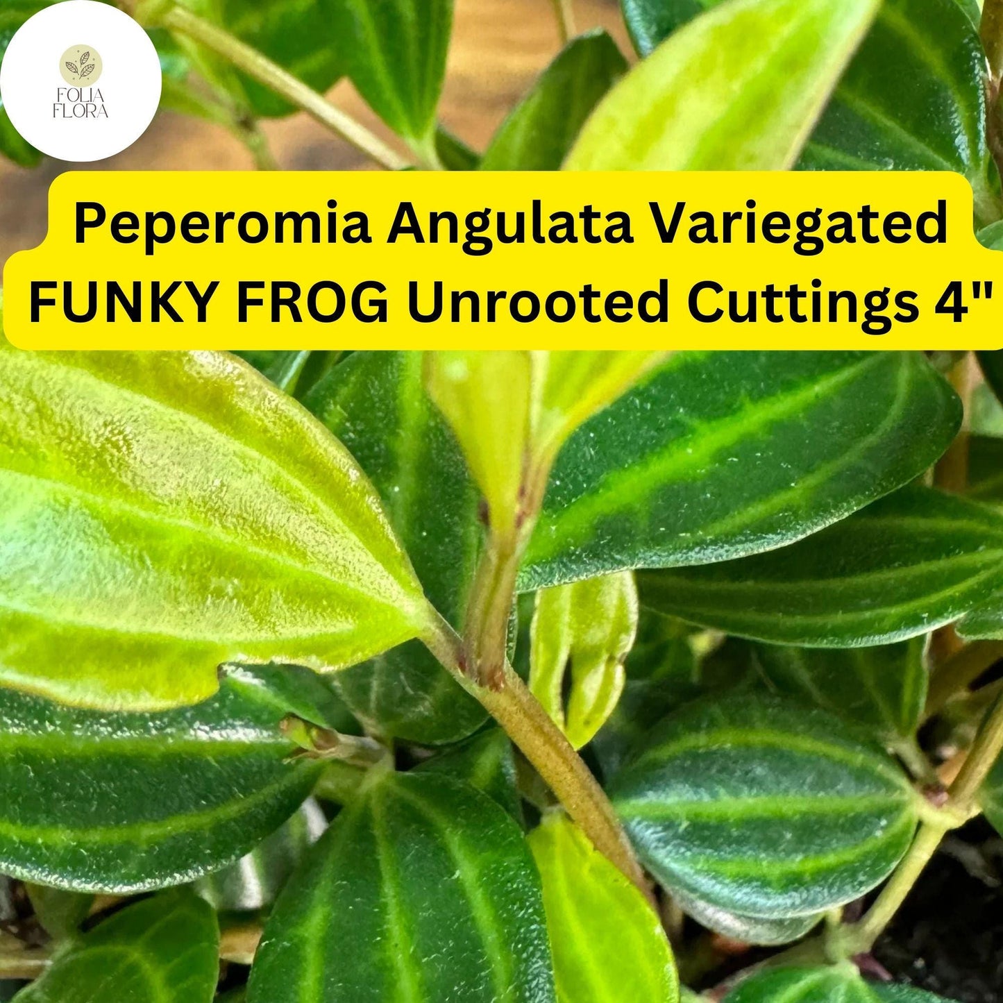 Peperomia angulata ‘Funky Frog’ 5 Unrooted 4" Cuttings | Variegated Trailing Houseplant