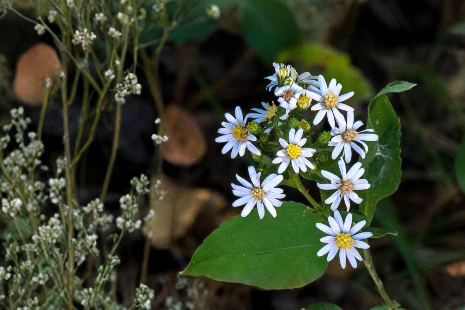 Drummond's Aster Seeds – Native Wildflower – Symphyotrichum drummondii – Late Summer Blooming Perennial