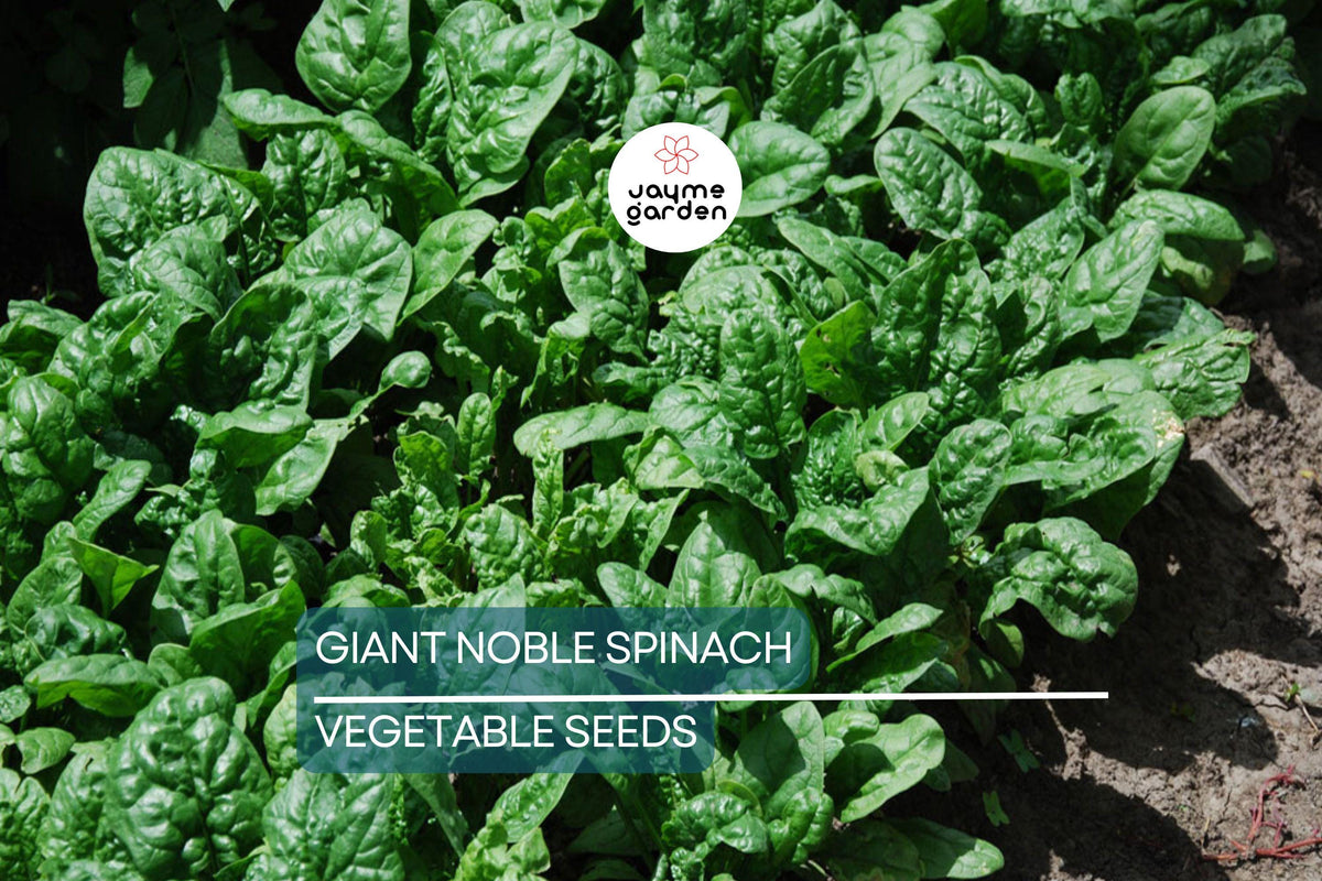 Giant Noble Spinach Seeds - 500 Non-GMO Heirloom Seeds for Fast-Growing, Tender Leaves | Spinacia oleracea "Noble Giant"