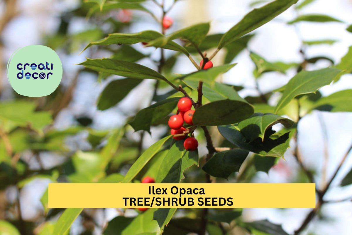 Ilex opaca Seeds - 3pcs 500mg American Holly - Evergreen Tree for Privacy Screens & Wildlife Gardens