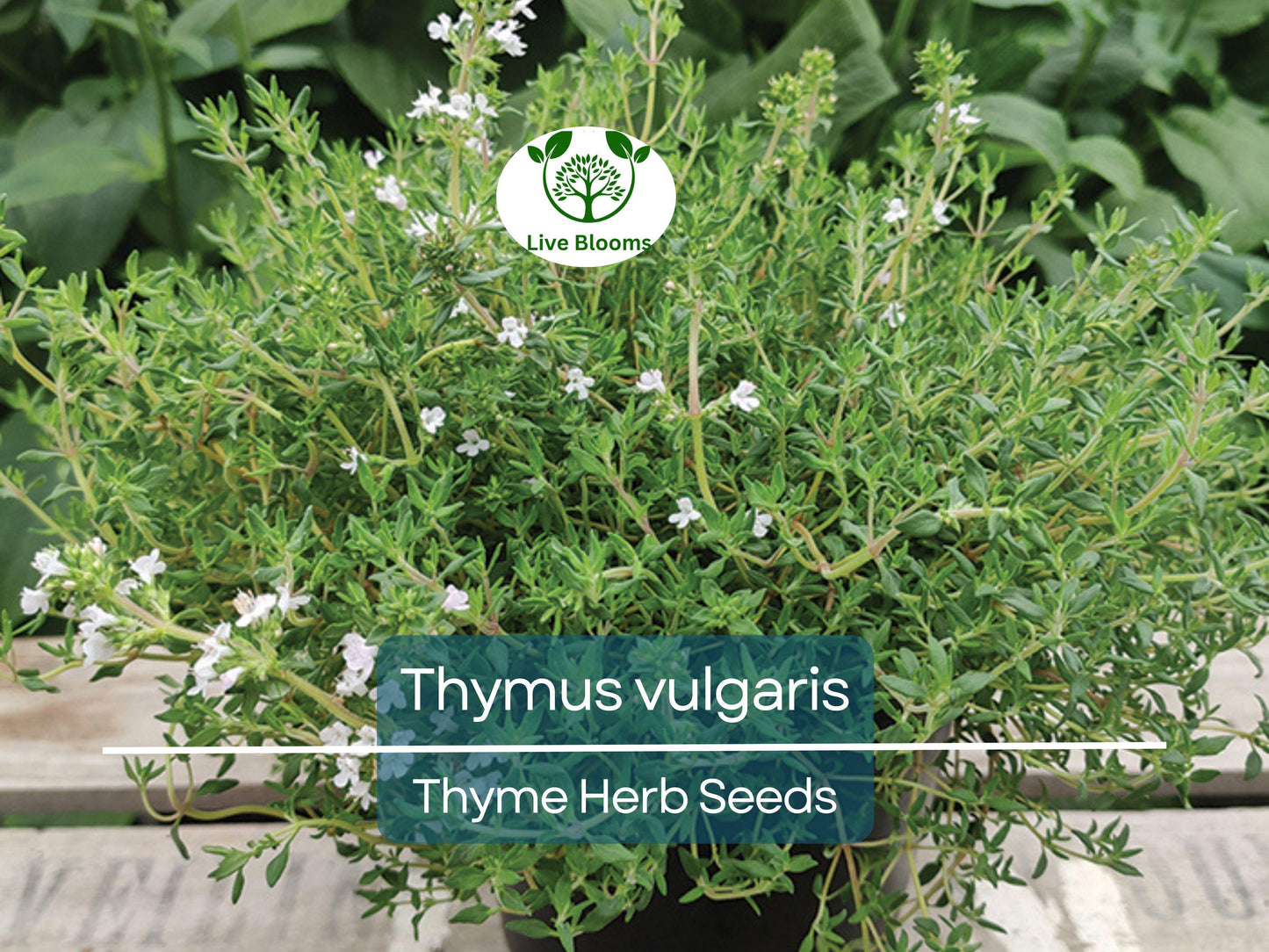 350 Thyme Seeds - Thymus vulgaris Aromatic Culinary Herb for Home Gardens & Containers