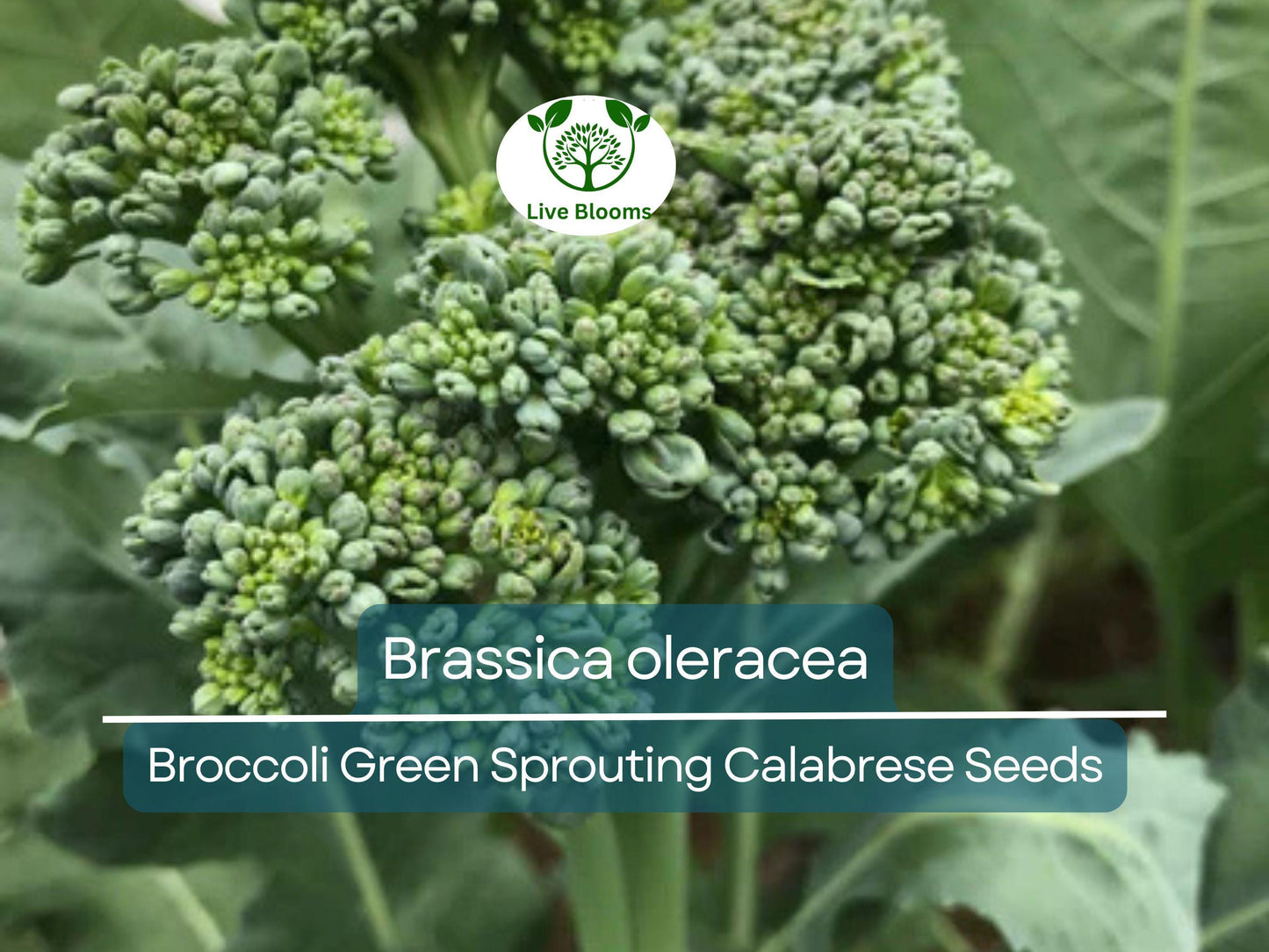 300 Seeds Broccoli Green Sprouting Calabrese - Heirloom Brassica oleracea for Home Gardens