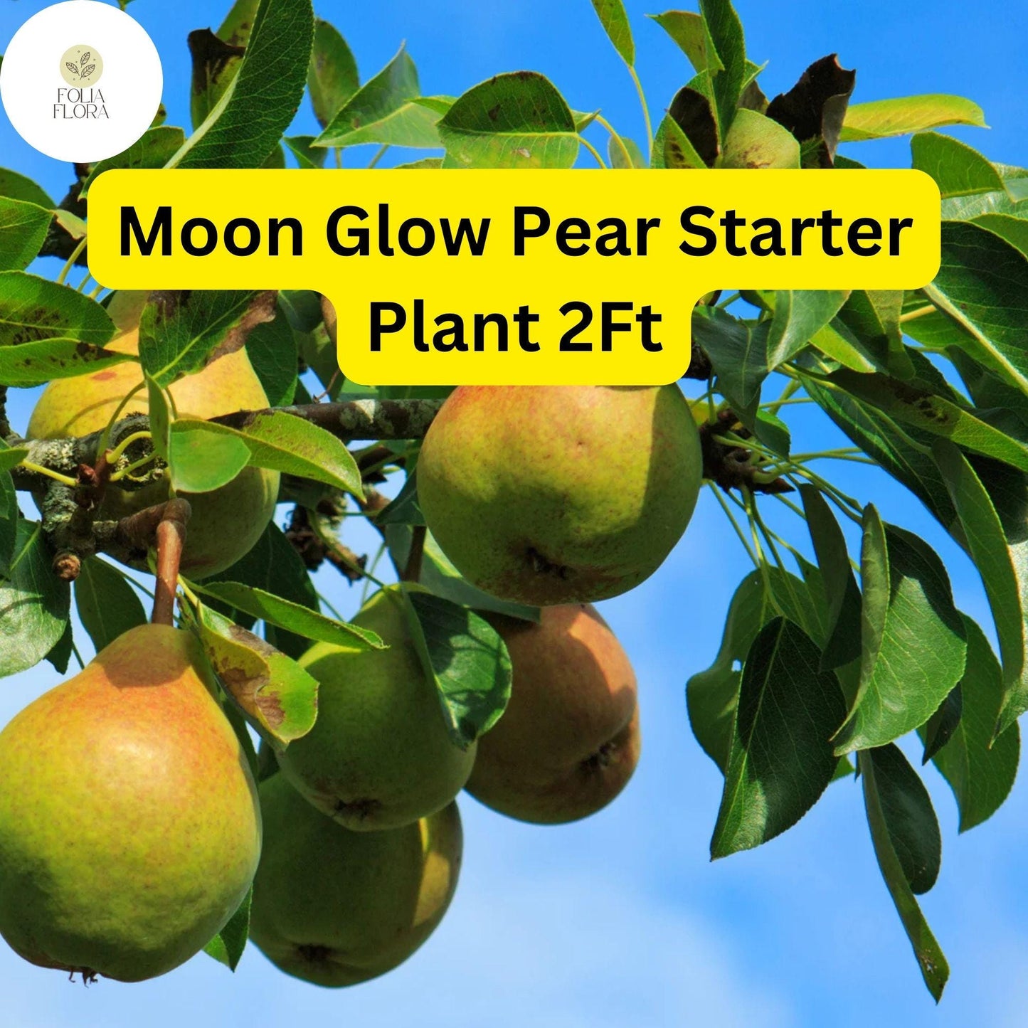 Moon Glow Pear Tree (Pyrus communis) - 2ft Tall Live Fruit Tree for Home Orchards