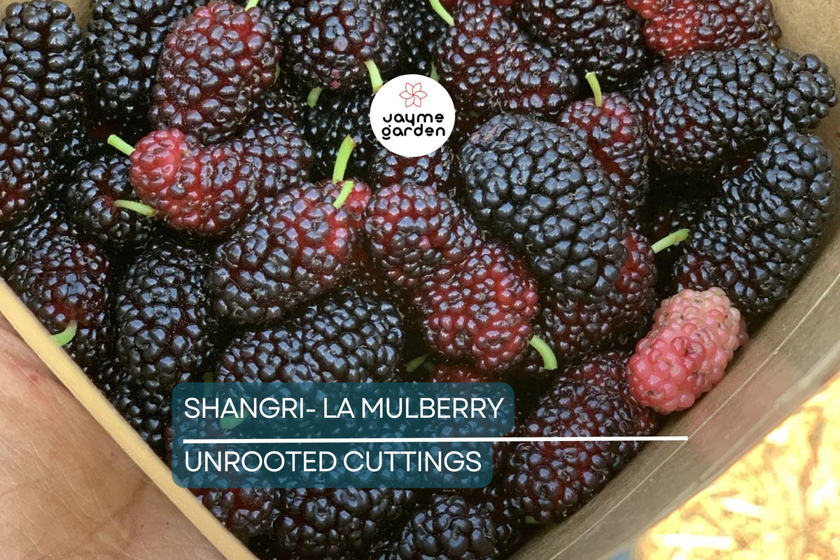 Shangri-La Mulberry Cuttings - 12 Fresh Rooting/Grafting Cuttings, Sweet Large Fruits, Morus alba (6-8" Long)