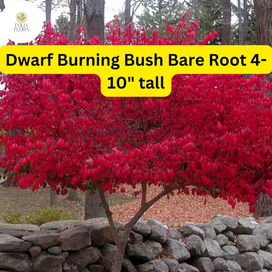 10 Dwarf Burning Bush Plants Euonymus alatus Hardy Bare Root Compact Shrubs with Vibrant Red Fall Foliage