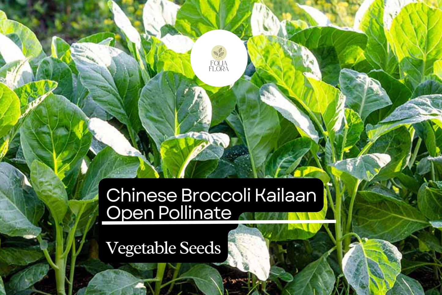 500mg Chinese Broccoli Kailaan Seeds | Open Pollinated Heirloom Brassica oleracea | Tender Stalks & Delicious Greens