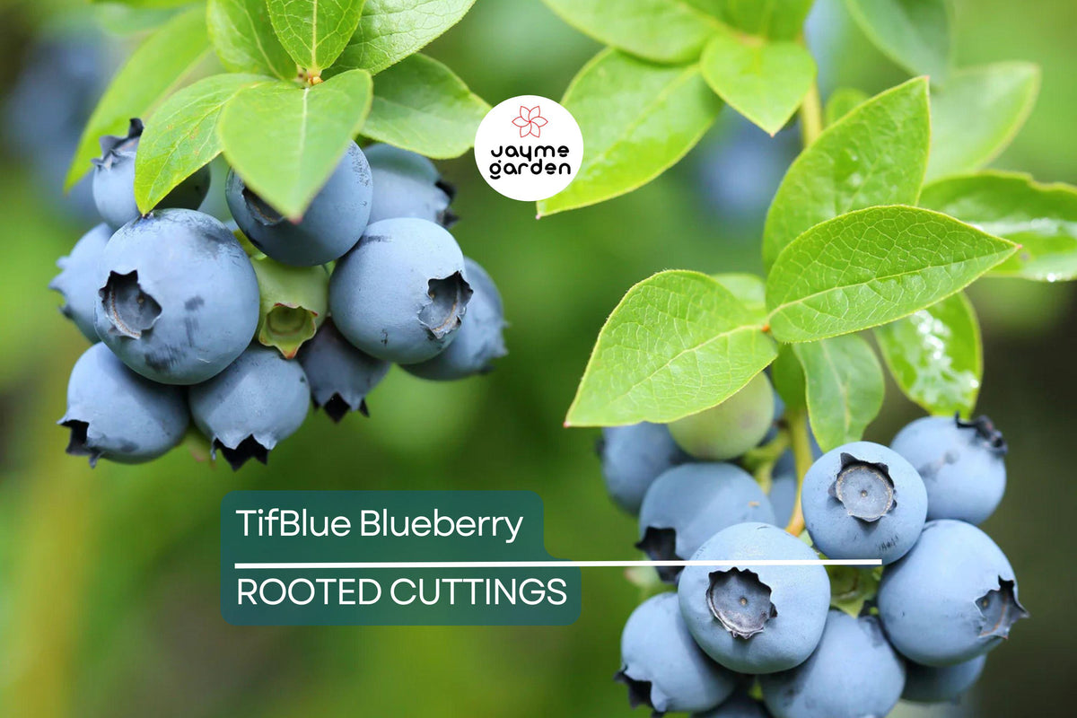 TifBlue Blueberry Grow Kit - 7 Live Plant Cuttings, RabbitEye, Cold-Hardy, Sweet-Tart Blueberries, Vaccinium ashei