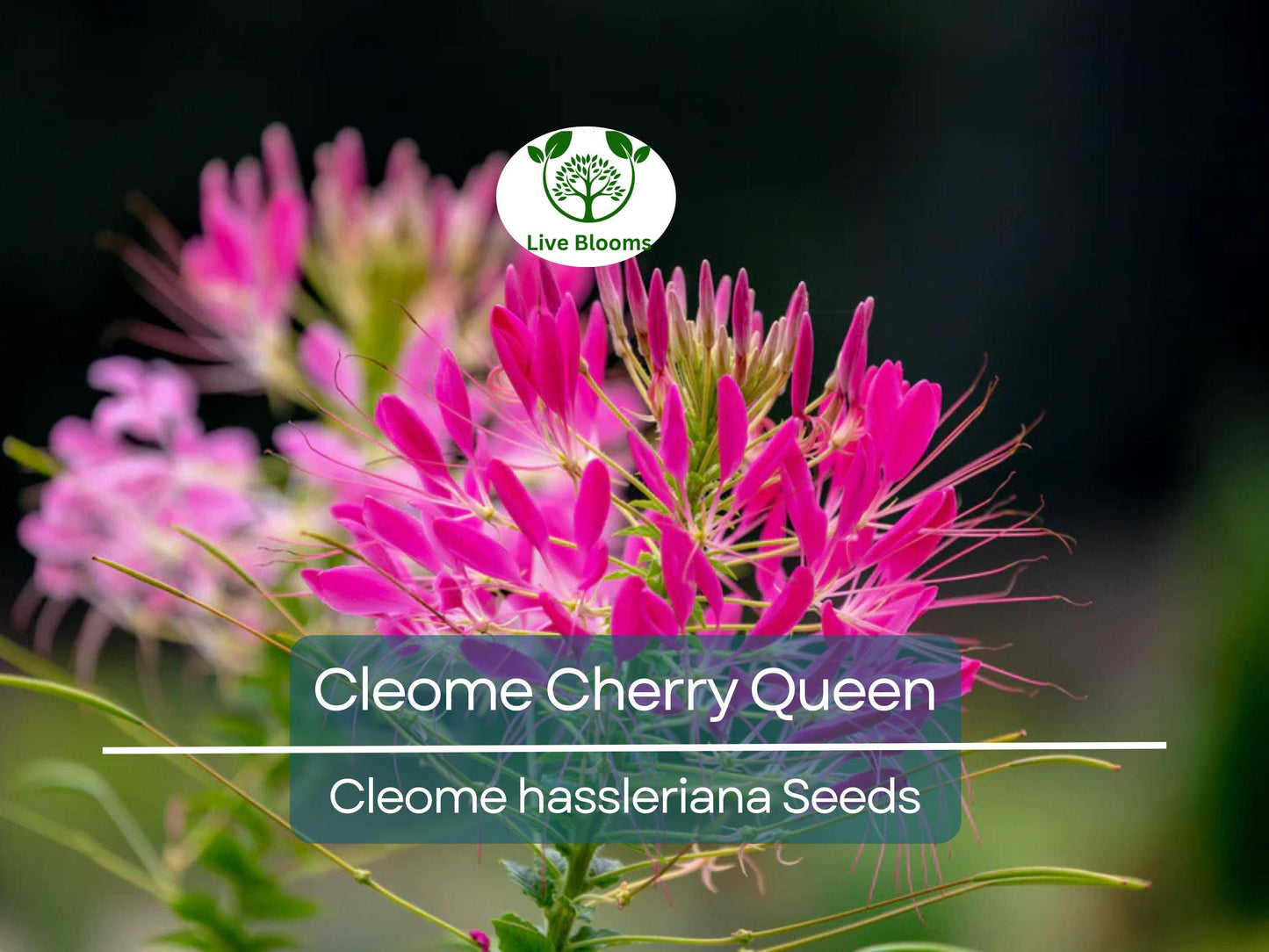 200 Seeds Cleome Cherry Queen - Vibrant Pink Spider Flowers, Attracts Butterflies & Bees, Non-GMO