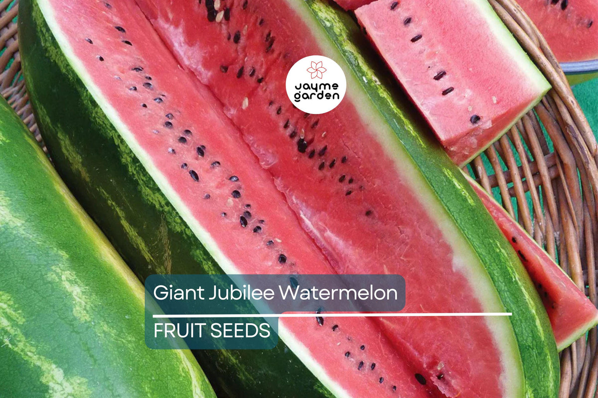 Giant Jubilee Watermelon Seeds, Heirloom Non-GMO, Sweet Red Flesh, High Yield, Citrullus lanatus, 5 Seeds per Pack