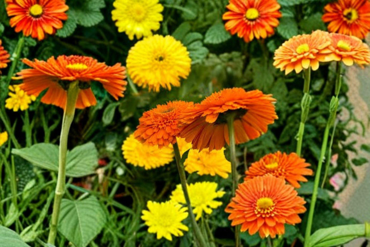 Calendula Seeds 100 Count | Pacific Beauty Orange | Pollinator-Friendly Flower | Calendula officinalis