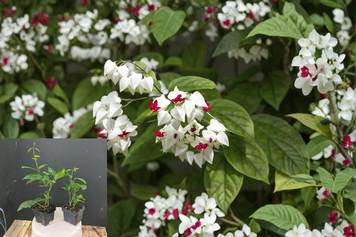Bleeding Heart Vine Starter Plant 1 Rooted Red & White Blooms Clerodendrum thomsoniae Tropical Climbing Flowering Vine