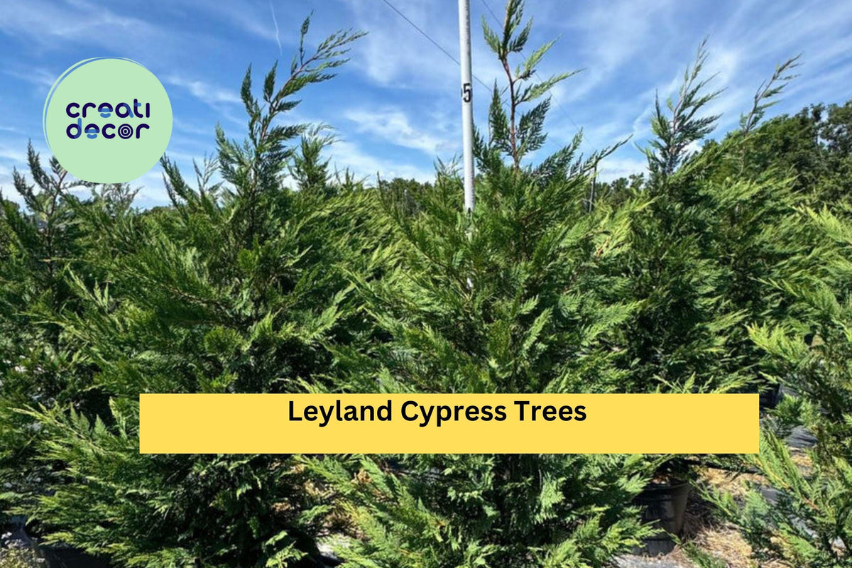 Leyland Cypress Trees Set of 3 Live Bare Root Evergreen Starter Plants × Cuprocyparis leylandii Fast-Growing Privacy Hedge