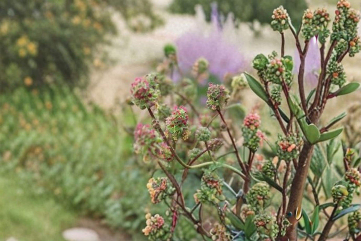 Small Burnet Seeds - 100 Count - Drought Tolerant Perennial Herb - Sanguisorba minor - Culinary & Medicinal Use