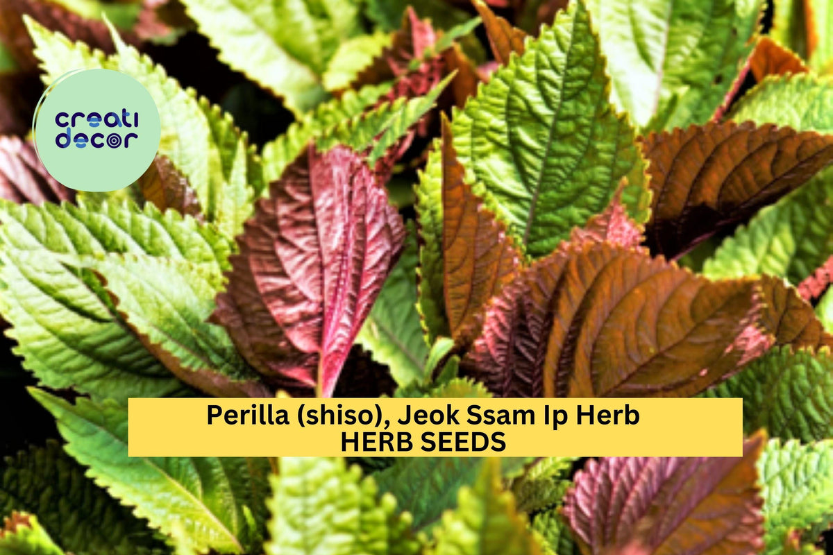 500mg Jeok Ssam Ip Perilla Seeds - Purple Shiso Herb for Culinary Use - Perilla frutescens - 3 Packs of Korean Gardening Seeds