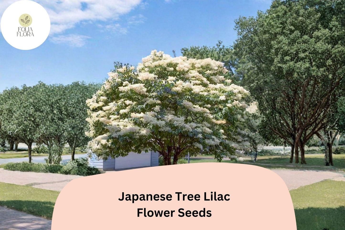 Japanese Tree Lilac Seeds - 10 Syringa amurensis japonica Ornamental Flowering Garden Tree