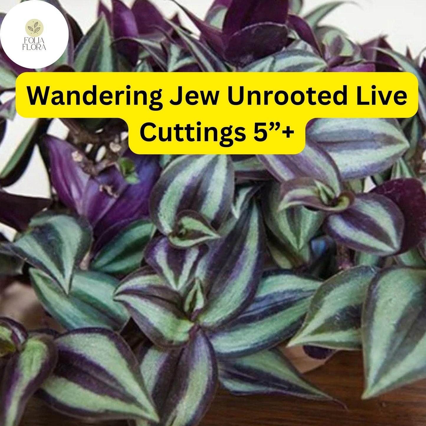 Wandering Jew (Tradescantia zebrina) – 5 Unrooted Live Cuttings – Easy to Grow Trailing Houseplant