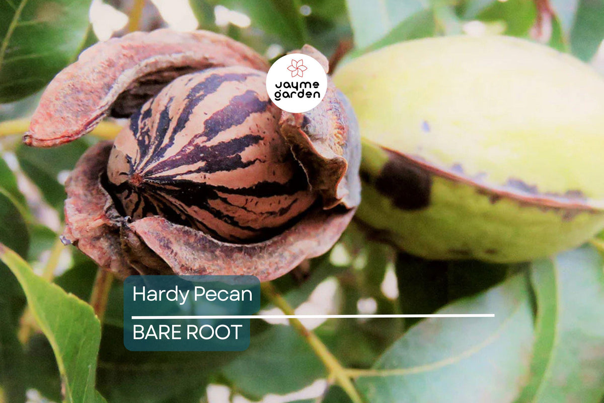 Hardy Pecan Tree Seedlings - 2 Live Bare Root Nut Trees for Planting - Carya illinoinensis - Ideal for Home Orchards