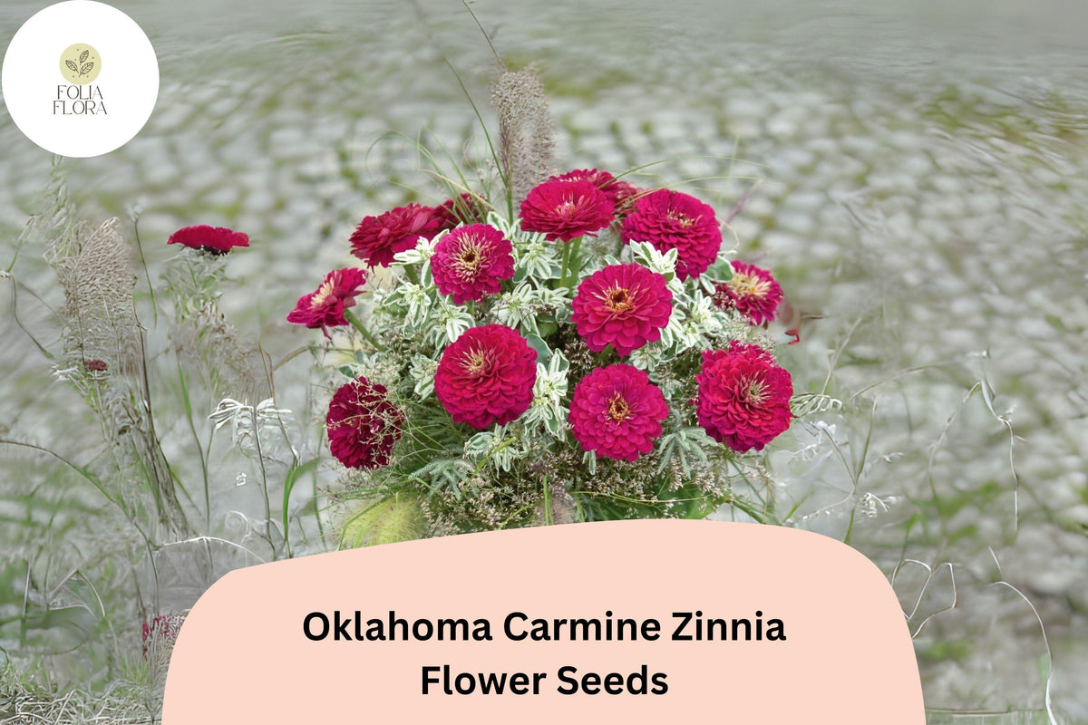 Oklahoma Carmine Zinnia Seeds - 100+ Non-GMO Rose-Red Blooms - Zinnia elegans for Garden Planting, Borders & Cut Flowers