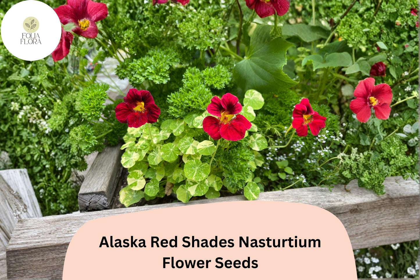 50+ Alaska Red Shades Nasturtium Seeds | Vibrant Red Flowers & Variegated Foliage for Pollinator Gardens