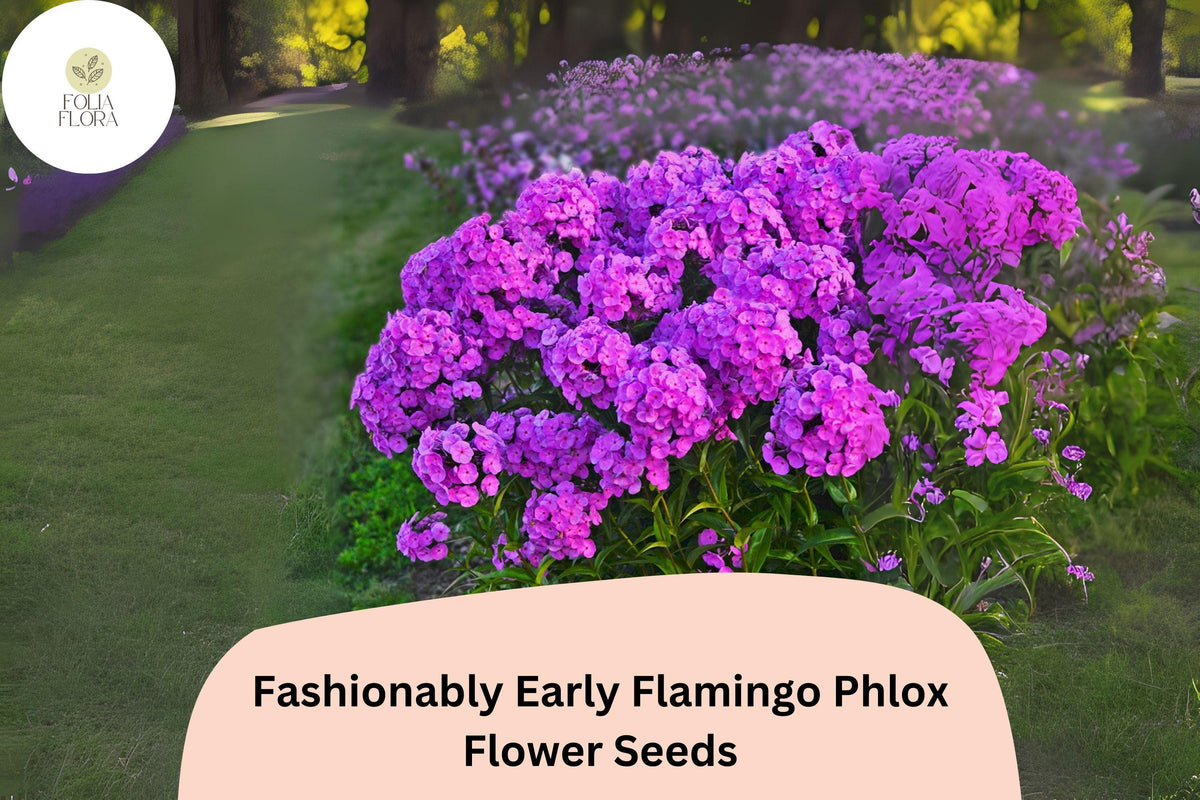 Fashionably Early Flamingo Phlox Seeds - 100+ Non-GMO Purple Flower Seeds - Phlox Hybrid for Easy Garden Blooms