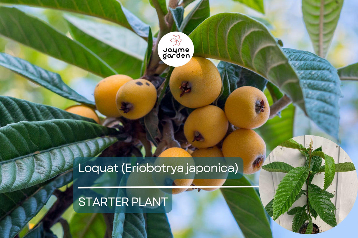 Live Loquat Tree 1'-2' Eriobotrya japonica | Ornamental Edible Fruit Tree | Sweet Tangy Loquats for Gardens & Containers